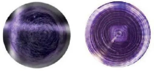 海豚|科学家们破译了海豚的“语言”？以后人类说不定真能和海豚聊天