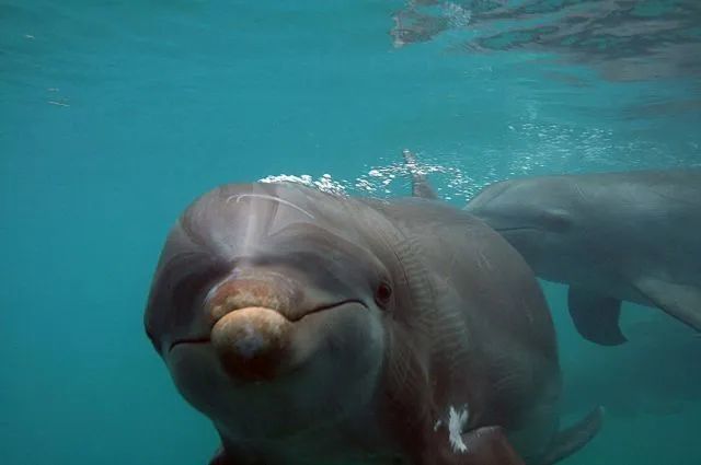 海豚|科学家们破译了海豚的“语言”？以后人类说不定真能和海豚聊天