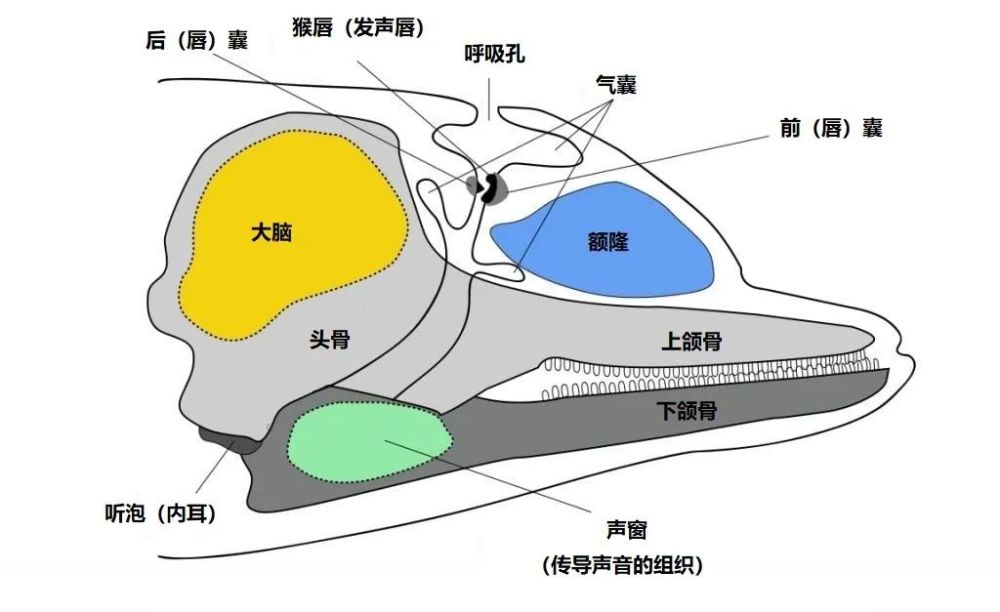 海豚声呐示意图图片