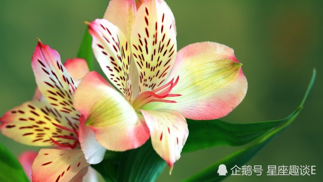 10月13日星座运势扶摇直上 水到渠成的四大星座 星座 水瓶座 狮子座 双子座 天蝎座 星座运势