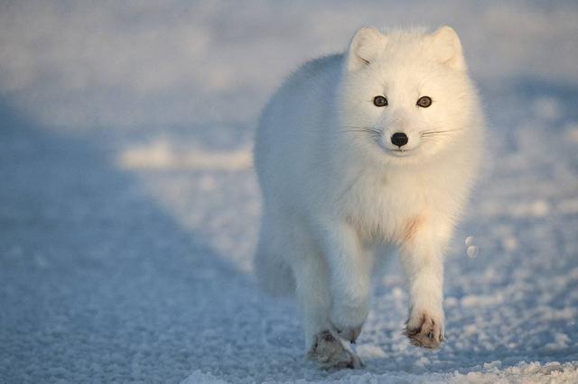 北极狐捕猎也太拼了直接以头撞地顿时感觉脑袋瓜子嗡嗡的