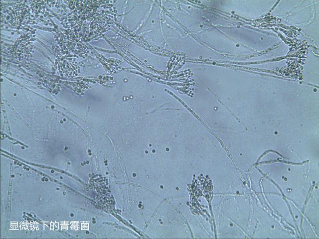 黄曲霉素自然界中理化性质最稳定的霉菌毒素270才分解