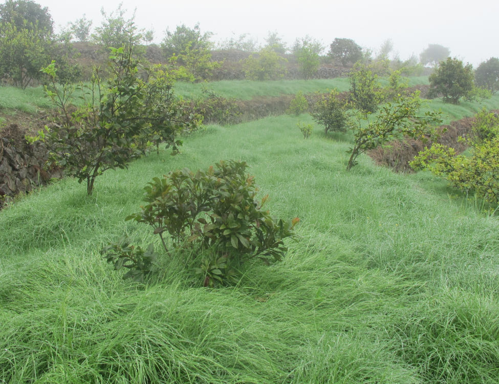 浙江省主要经济林树种生态高效栽培技术之油茶篇