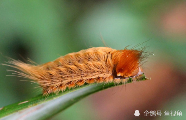 美国惊现最毒毛毛虫 浑身 假发 人若碰到或疼痛12个小时 毛毛虫 美国 猫毛虫 罗根