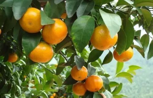 望云山下橘柚香