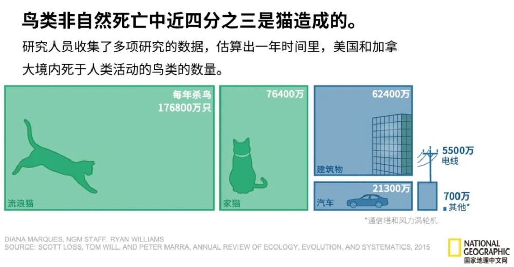 猫咪|猫咪一年能残杀多少只小动物？