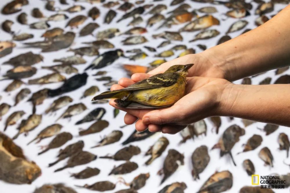 猫咪|猫咪一年能残杀多少只小动物？