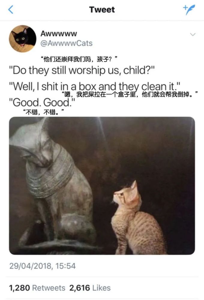 猫咪|猫咪一年能残杀多少只小动物？