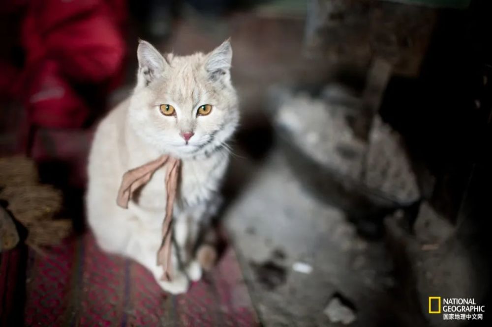 猫咪|猫咪一年能残杀多少只小动物？