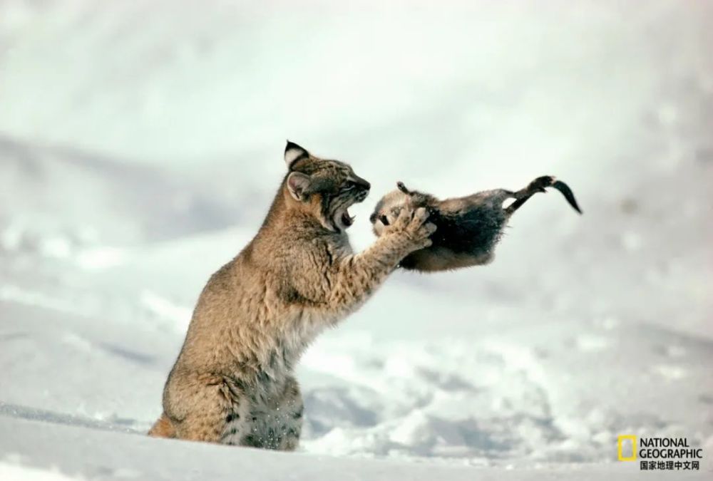 猫咪|猫咪一年能残杀多少只小动物？