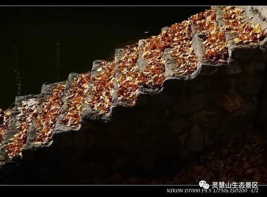 北京怀柔|北京怀柔灵慧山色彩斑斓“韵”深秋