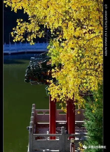 北京怀柔|北京怀柔灵慧山色彩斑斓“韵”深秋