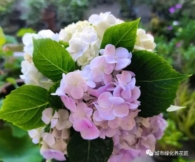 绣球花在11月才出花苞 有些反常 留着开花 还是去掉养根 绣球花盆栽 爆盆 绣球花