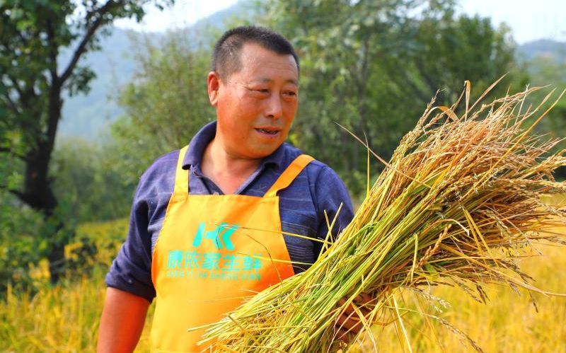 丰收|门头沟高山稻丰收 亩产500斤可为村子带来10万元分红