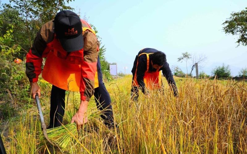 丰收|门头沟高山稻丰收 亩产500斤可为村子带来10万元分红