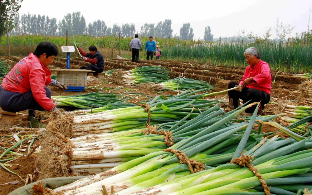 赵家务村|身高1.7米 体重超1公斤 京郊赵家务村“百年大葱”丰收