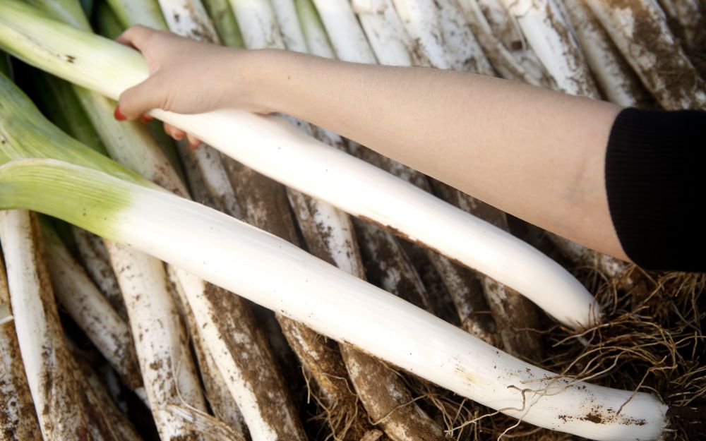 赵家务村|身高1.7米 体重超1公斤 京郊赵家务村“百年大葱”丰收