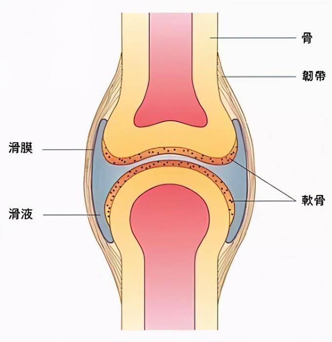 在关节处,关节囊与关节面会构成一个封闭的腔体,腔体内存在少量液体