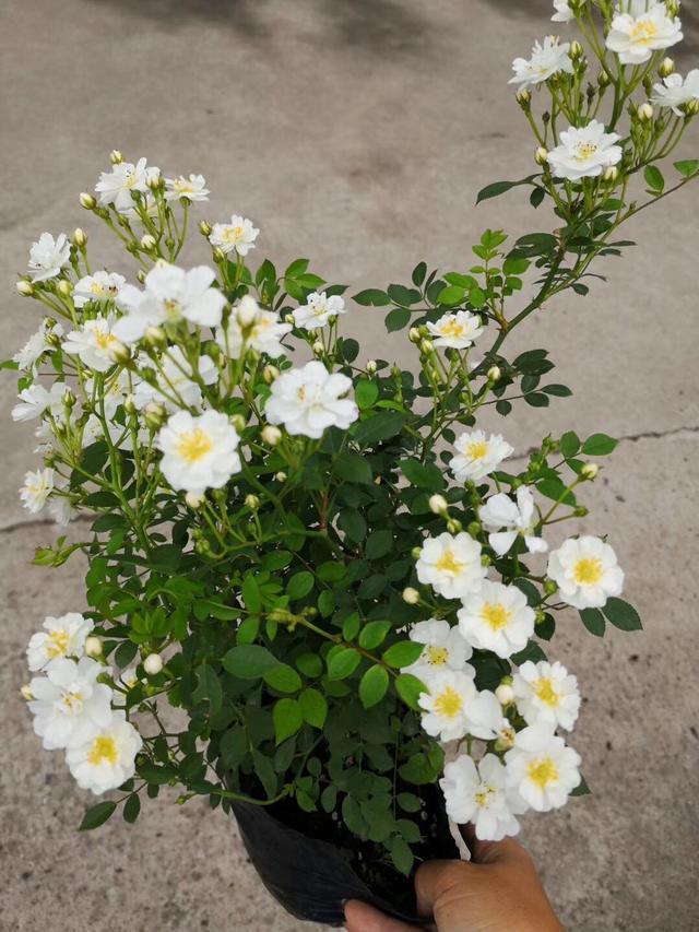 八种漂亮的超微月季花只有巴掌大小全年都开花杯子就能种植