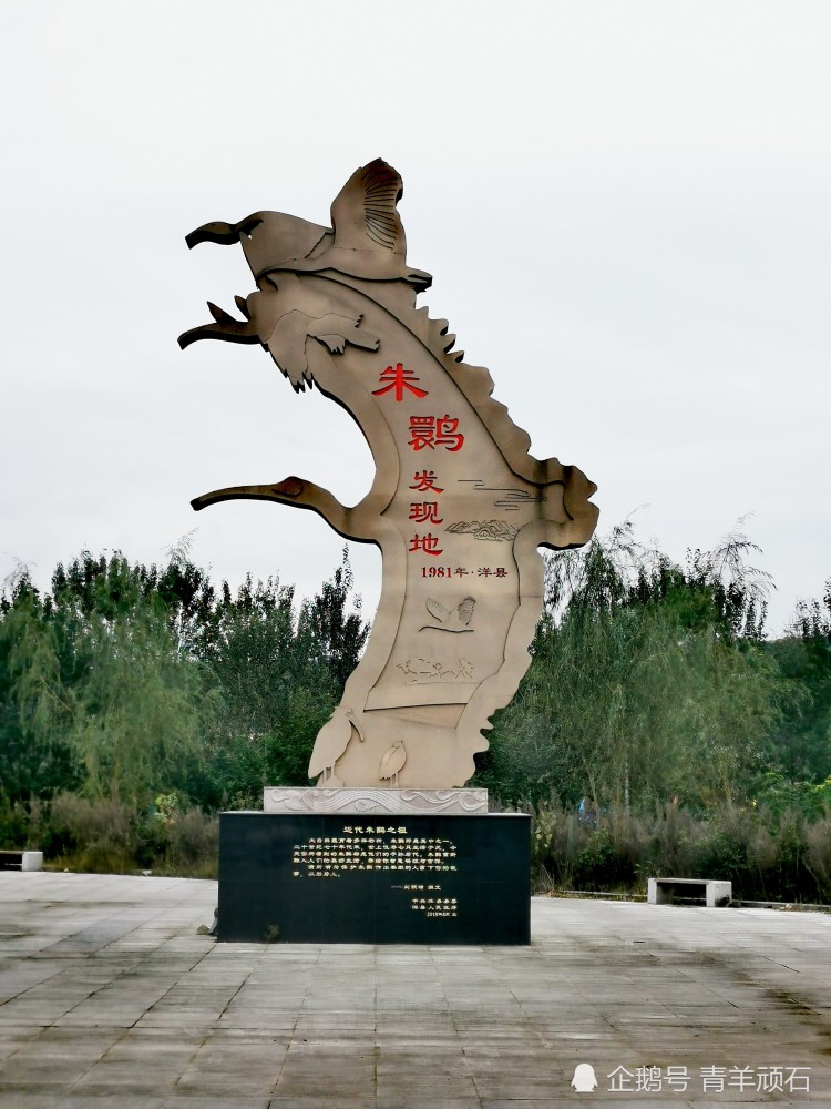 畅游洋县,拍摄朱鹮_腾讯新闻