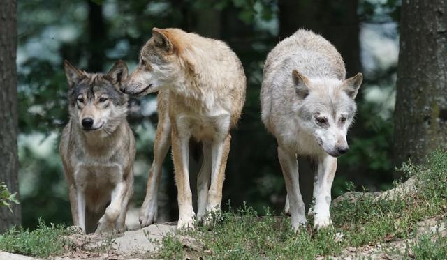 全世界都在保护野生动物 美国为什么要残杀1万只动物 腾讯新闻