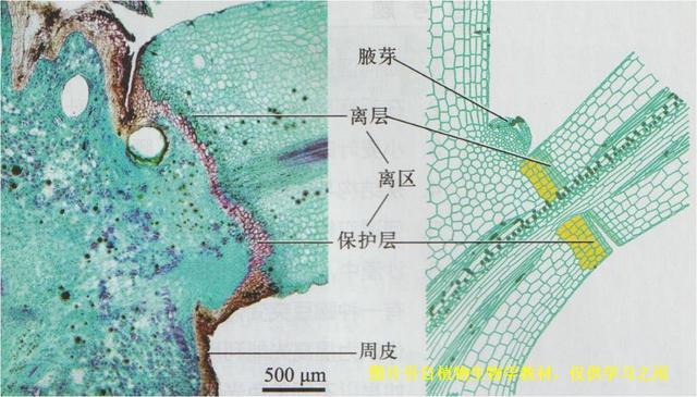 树叶的细胞结构图图片