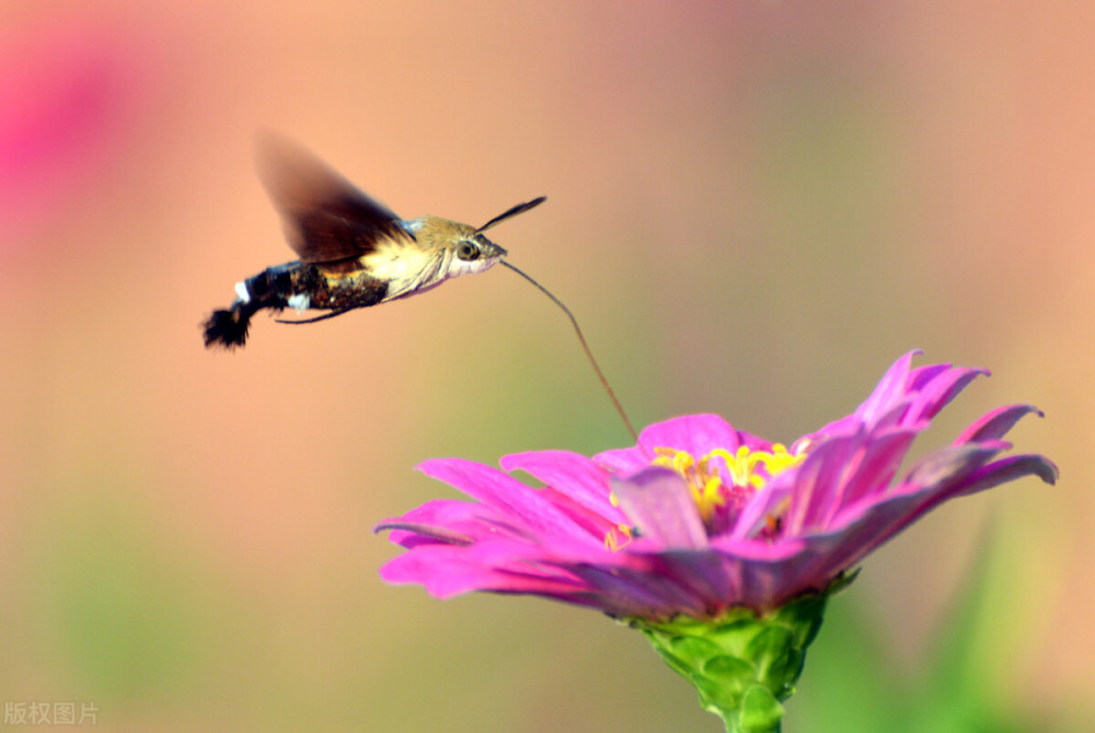 陈政良|一卷诗书相伴，几度黄昏闲看