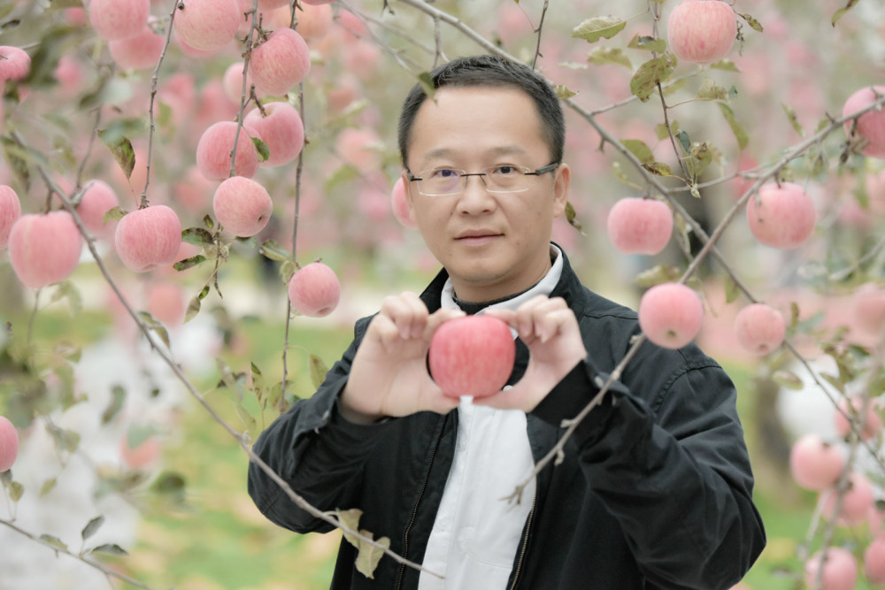 消费扶贫e起来活动第二站走进旬邑马兰红苹果成了农民富裕的金蛋蛋