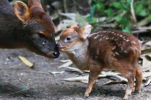 28個動物冷知識並不是所有的豬沒毛樹懶倒掛睡覺也不會掉有原因