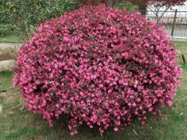 每日植物红花继木