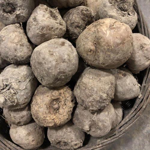 菜园里1种"土疙瘩",老农乱挖以为没价值,殊不知是"金疙瘩"_腾讯新闻