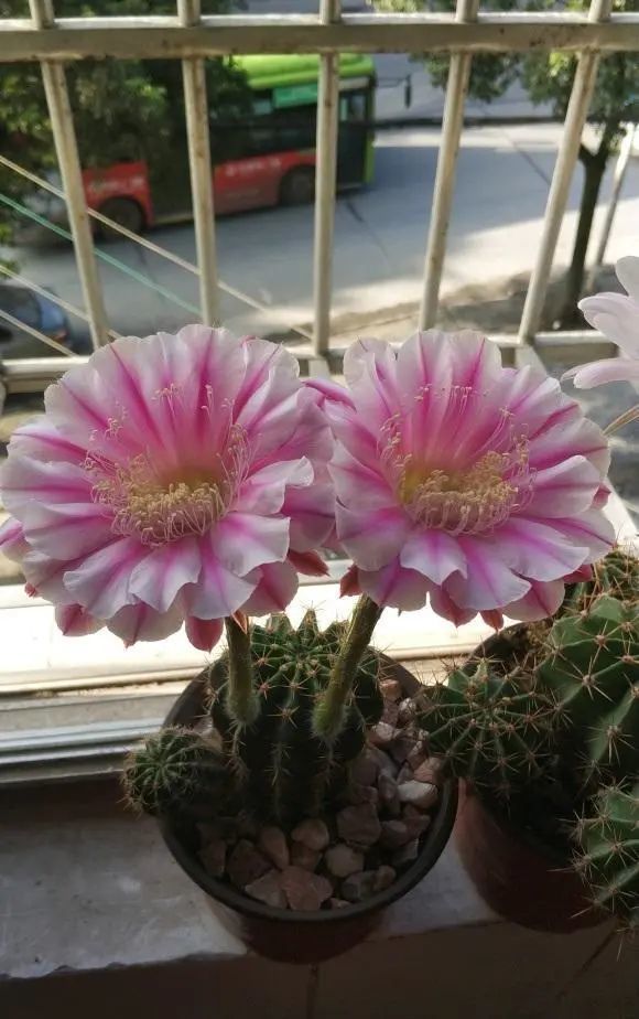 仙人球也能开花大姨养的仙人球开花巴掌大越看越喜欢