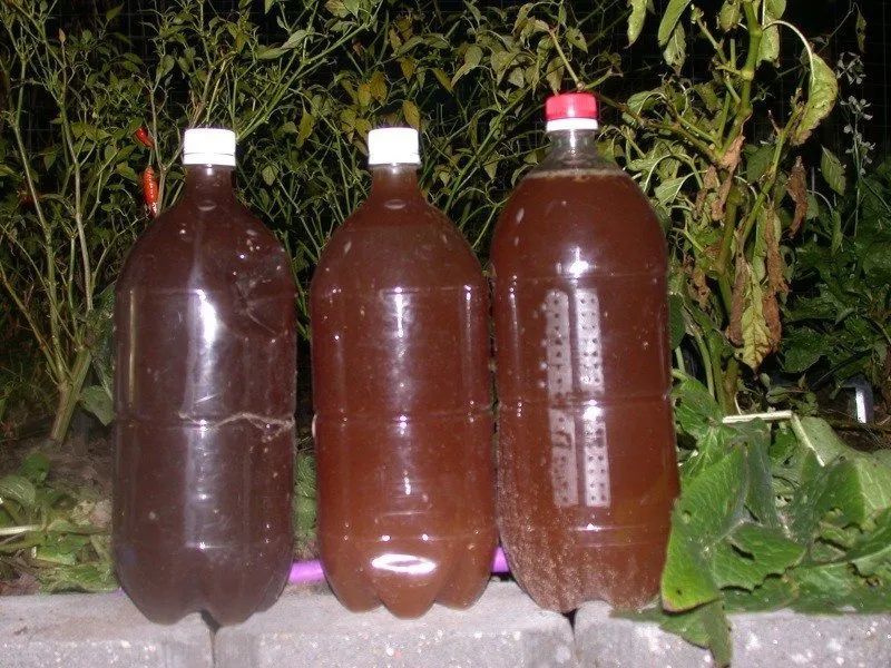 栀子花茉莉茶花和杜鹃养不好两种矾肥水制作配方贡献给你