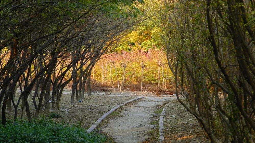 七律|七律·双节之夜市民广场赏月