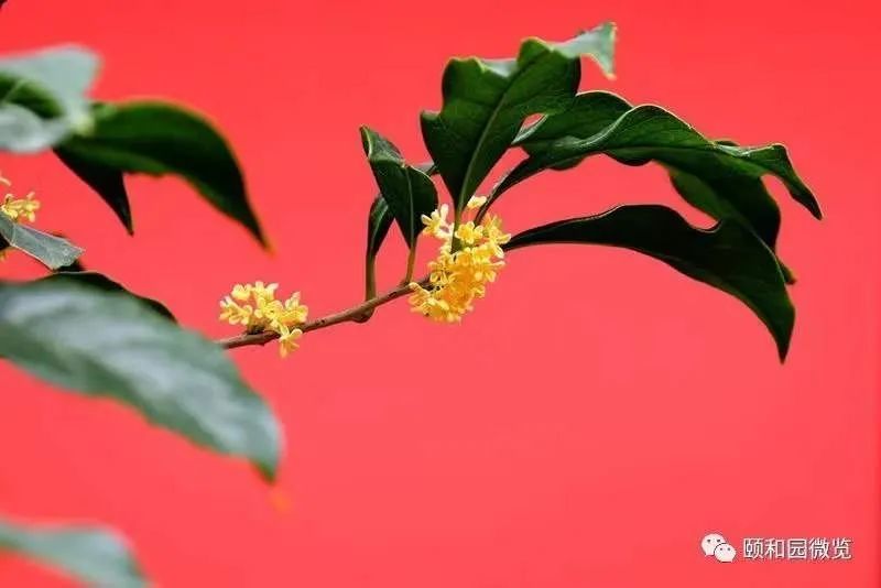 闻桂|登远山、赏红叶、闻桂香…北京之秋便是天堂！