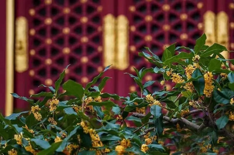 闻桂|登远山、赏红叶、闻桂香…北京之秋便是天堂！