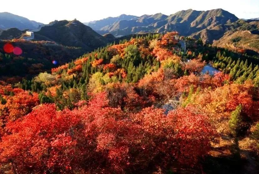 红叶|浪漫赏叶季 周末到这些地方感受金秋之美