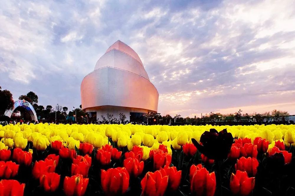 江南慢生活等南汇嘴观海公园的日出鲜花港的巨型花海滴水湖的习习微风