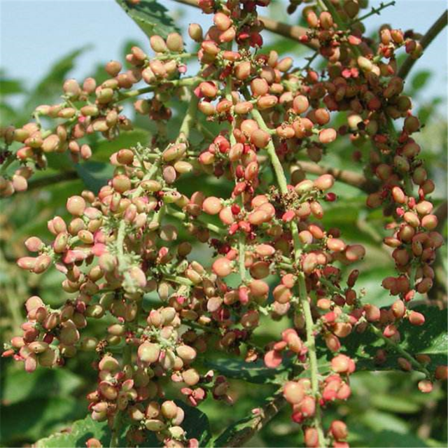 古代穷人无食盐,就吃1种"盐巴果",又香又咸,南北各地都有生