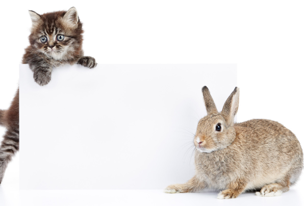 生肖兔 11月25日会遇到下面1个人 将是你未来1个月的大贵人 腾讯网