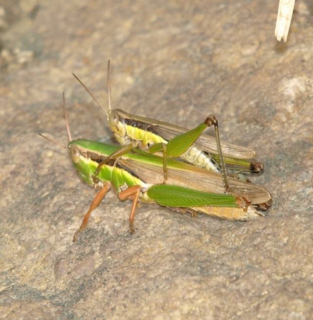 稻蝗的危害与防治