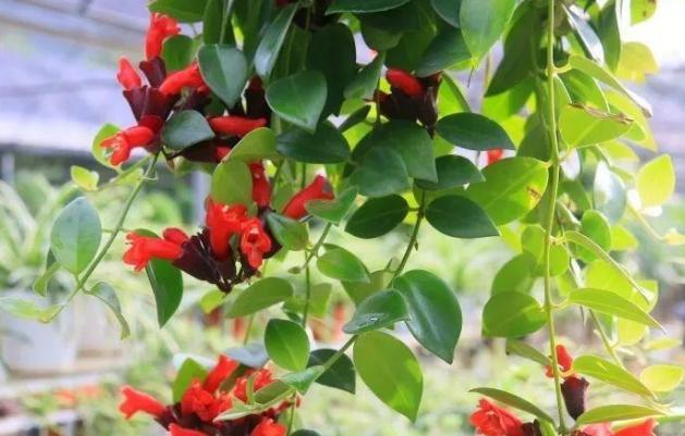 10月盆栽口红吊兰 侧重5点 12月到来年2月开花一茬又一茬 口红吊兰 盆栽 花卉