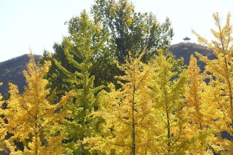 金秋|开车路过北京这条国道，感受色彩斑斓的金秋！