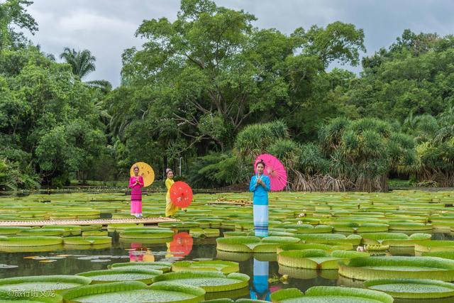 西双版纳的王莲叶子能站人是骗局吗?带你看看我实拍的王莲_腾讯新闻