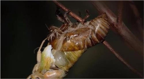 唐僧是金蝉子转世 那么金蝉子是什么 看如来就知道了 西游记 孙悟空 锦毛鼠 玉蝉 唐僧 如来