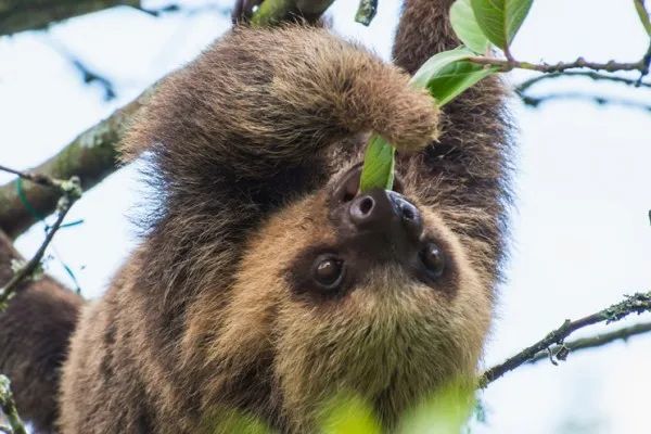 树懒|我们的“懒”被嫌弃，树懒的“懒”就能成为高科技