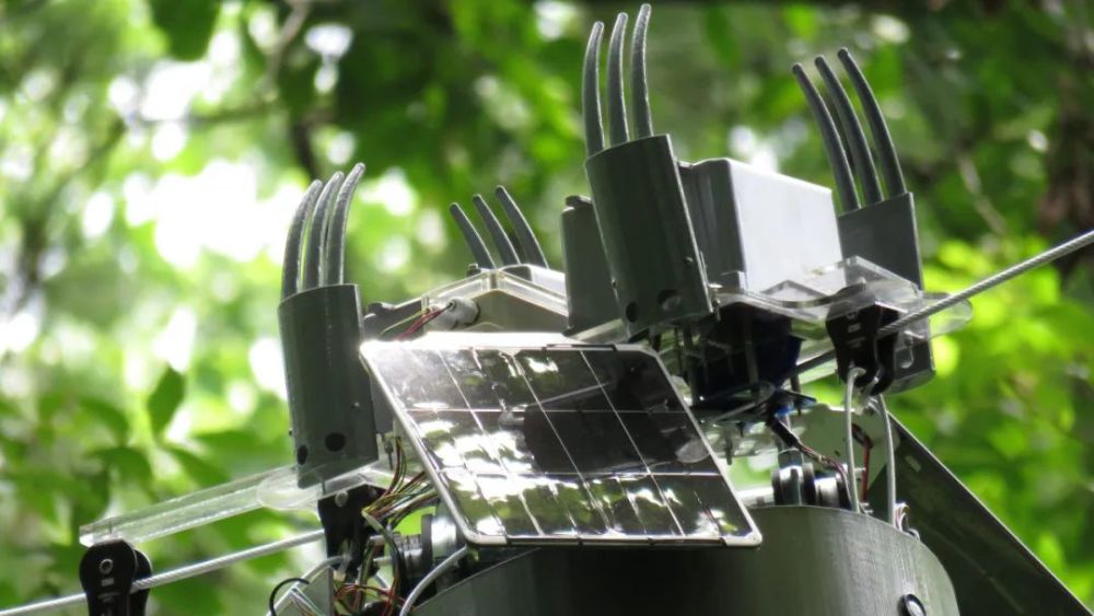 树懒|我们的“懒”被嫌弃，树懒的“懒”就能成为高科技