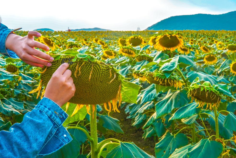 种葵瓜田里,采葵南坡下!