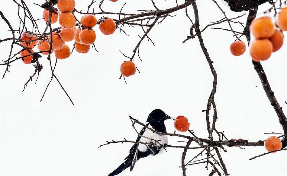 白云|秋韵 作者：微尘