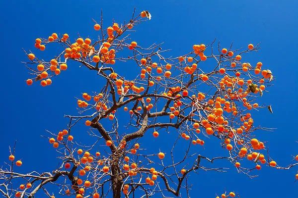 白云|秋韵 作者：微尘